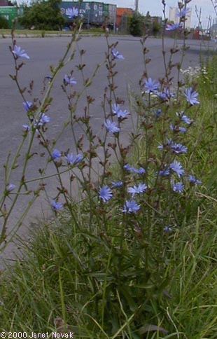 Chicory Cichorium intybus